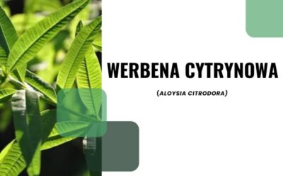 Werbena cytrynowa – moje odkrycie w Grecji